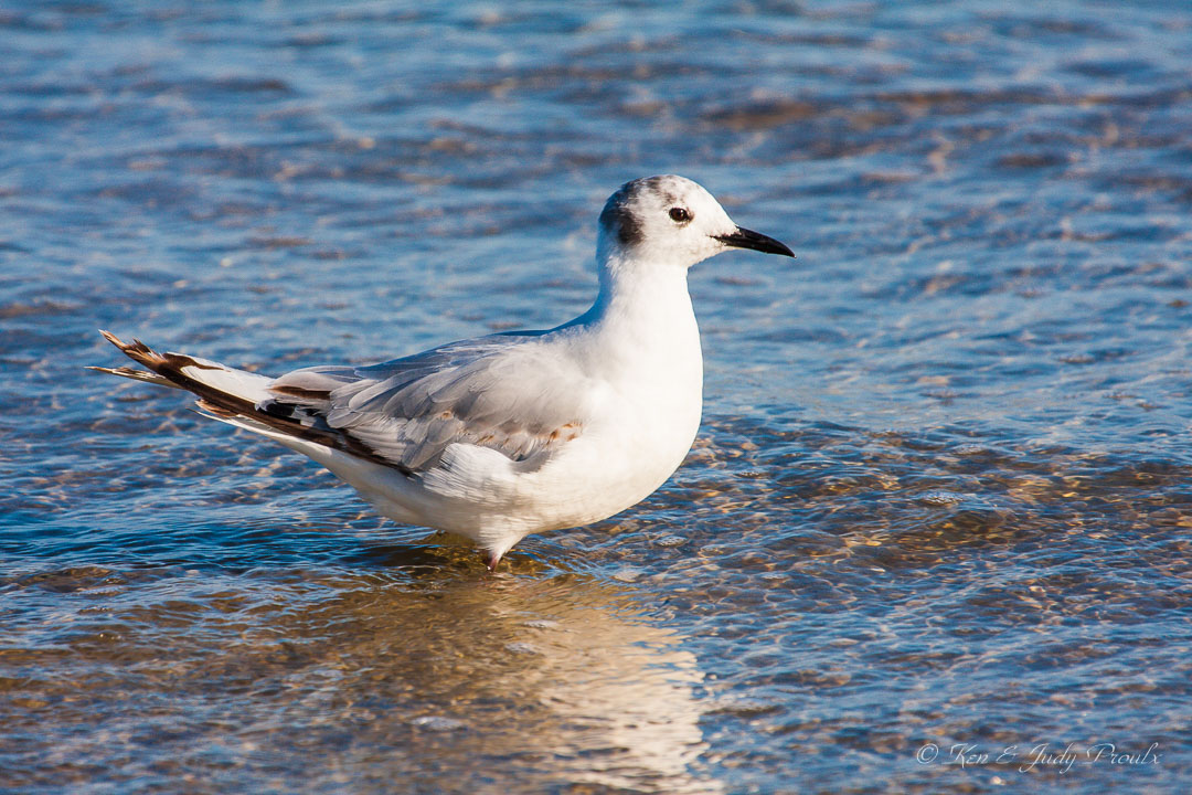 Bonaparte"s Gull