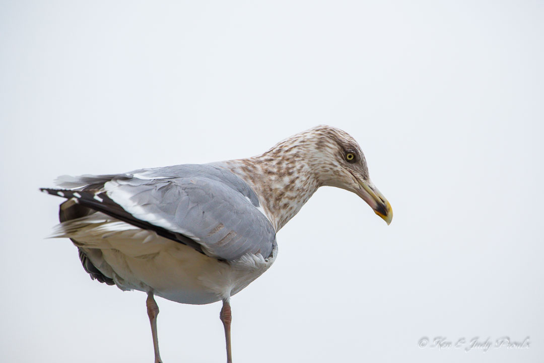 Herring Gull