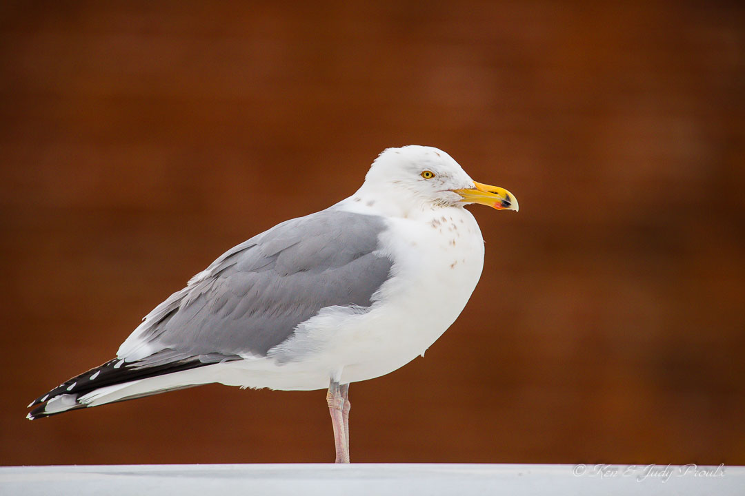 Herring Gull