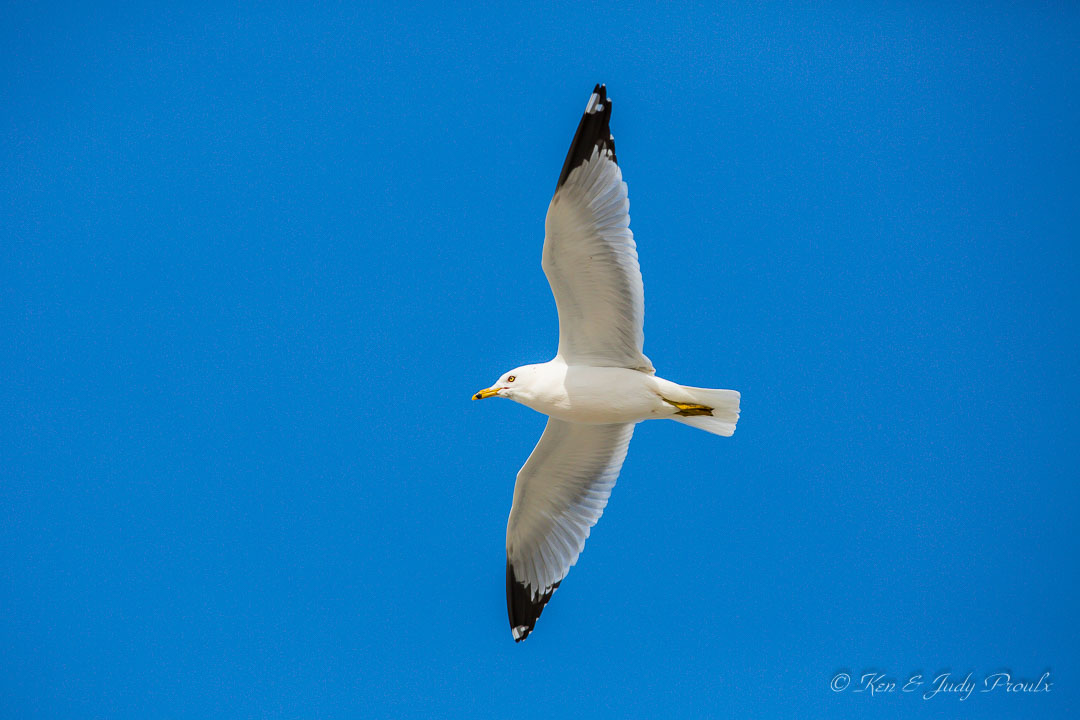 Ring-billed Gull