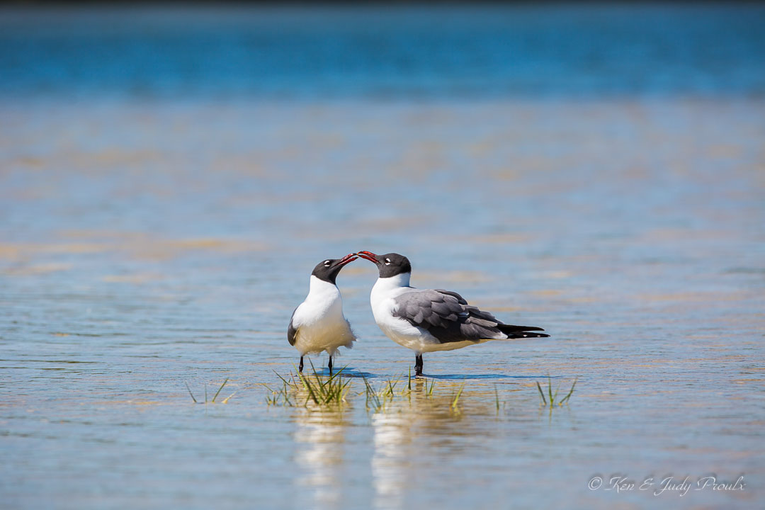 Laughing Gulls