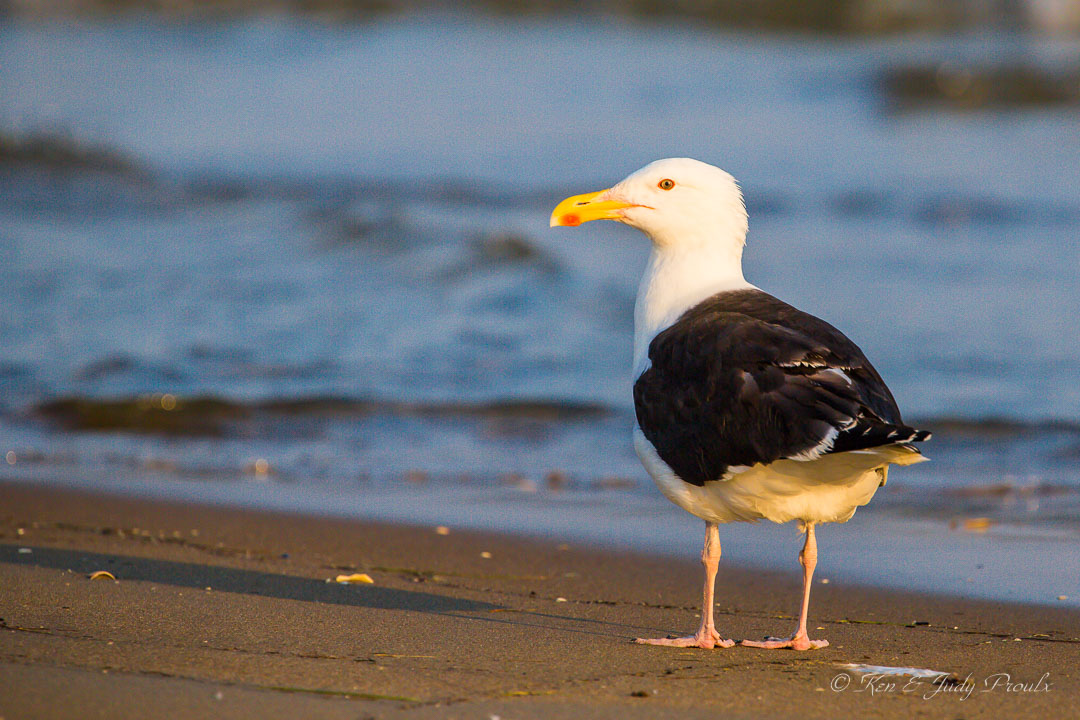 Great Black-Backed Gull