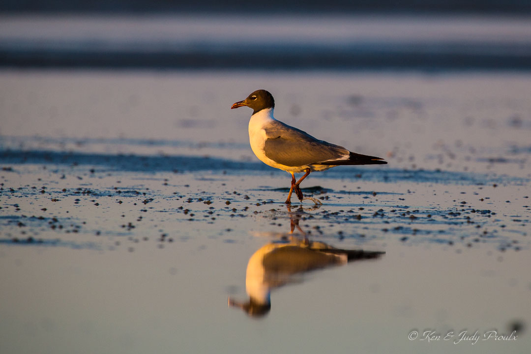 Laughing Gull