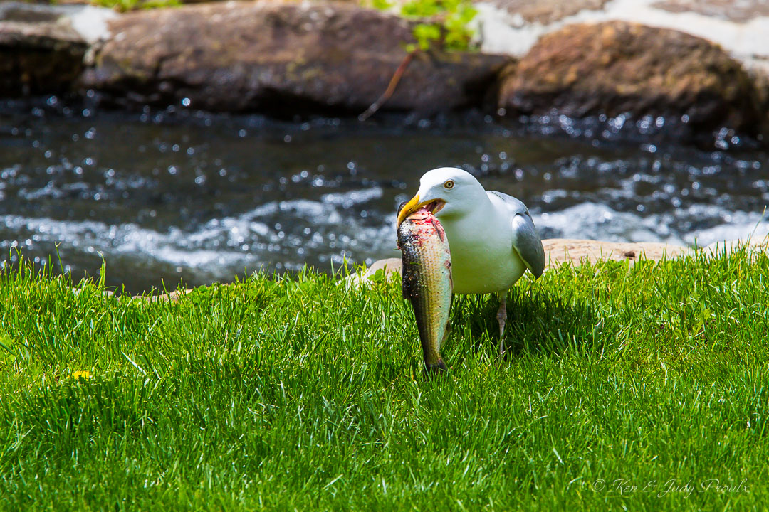 Herring Gull