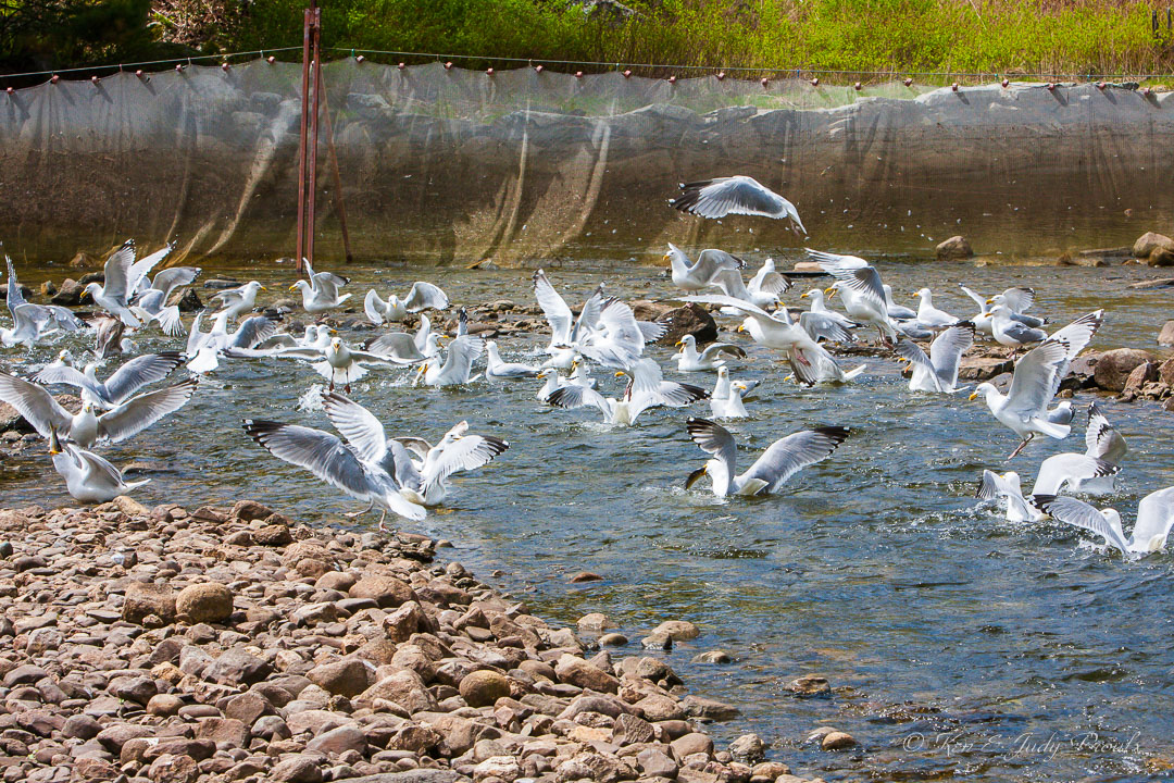 Herring Gull