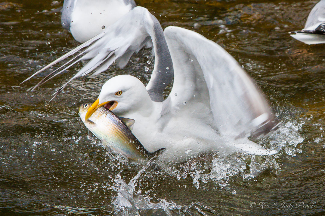 Herring Gull