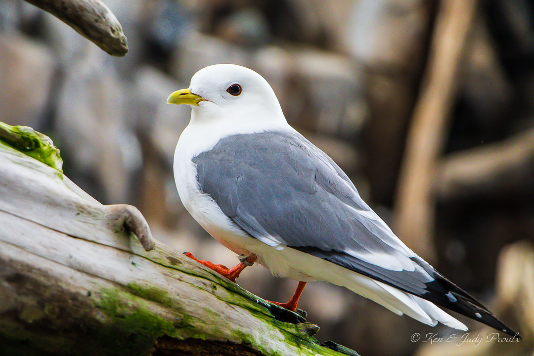 Red-legged Kittiwake