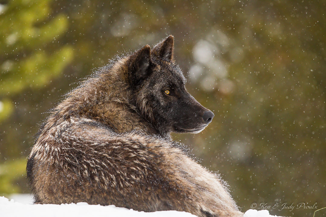 Gray Wolf (in captivtity)