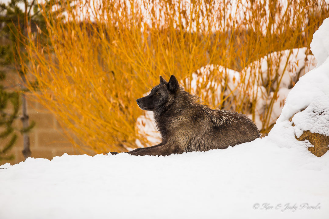 Gray Wolf (in captivtity)