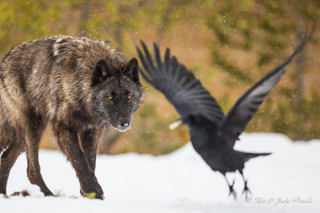 Gray Wolf (in captivtity)