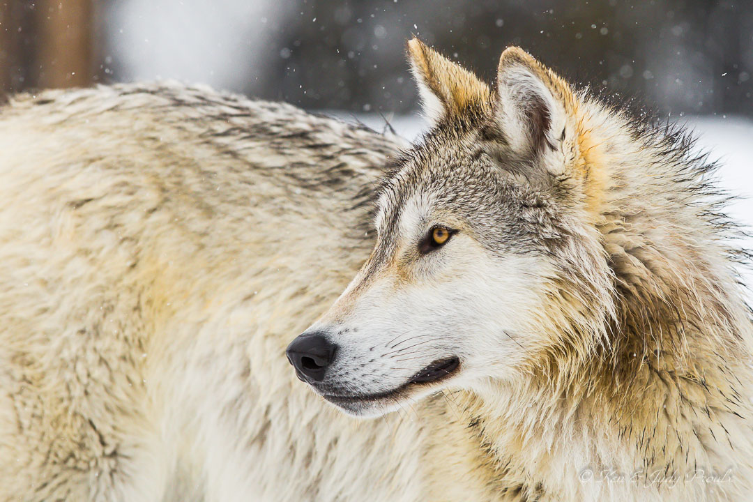 Gray Wolf (in captivtity)