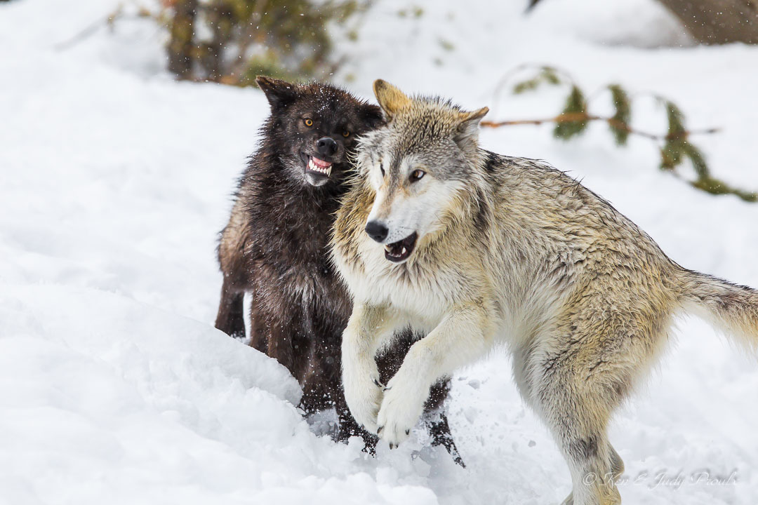 Gray Wolf (in captivtity)