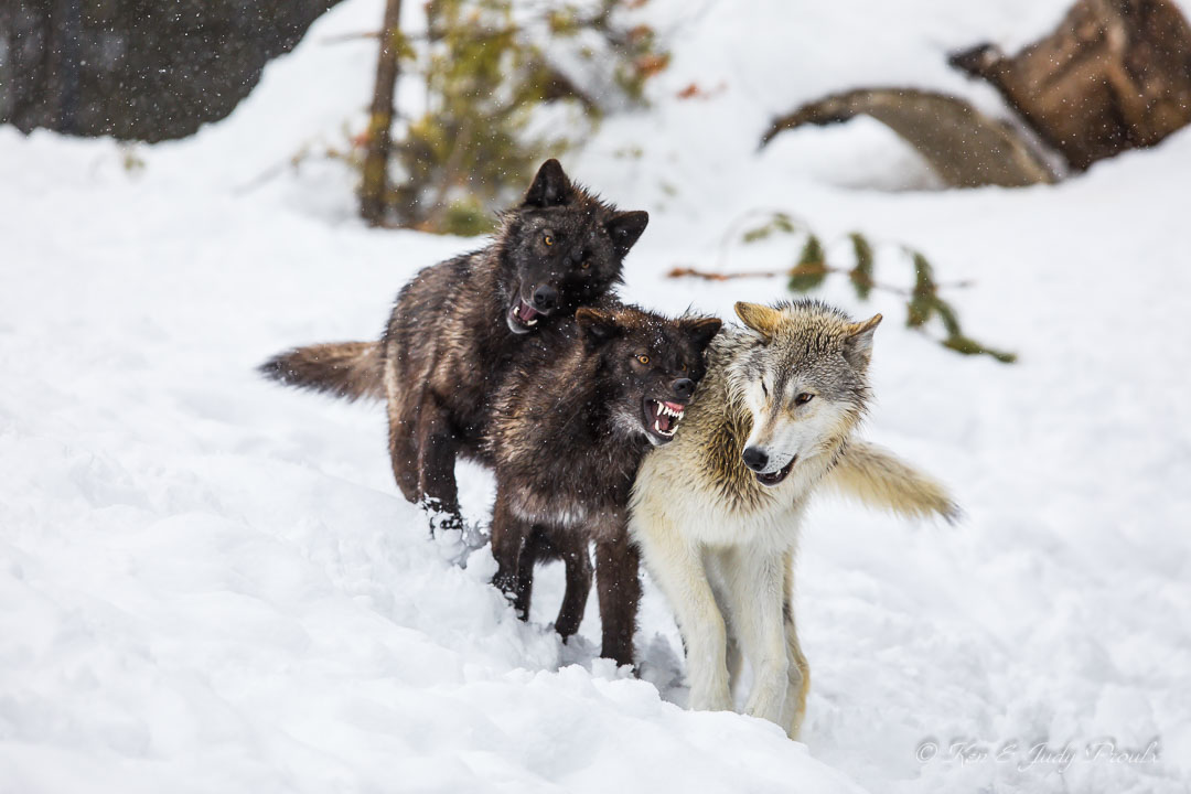 Gray Wolf (in captivtity)