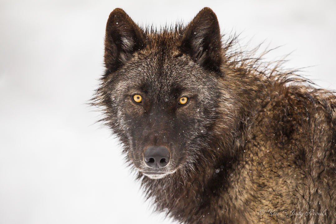 Gray Wolf (in captivtity)