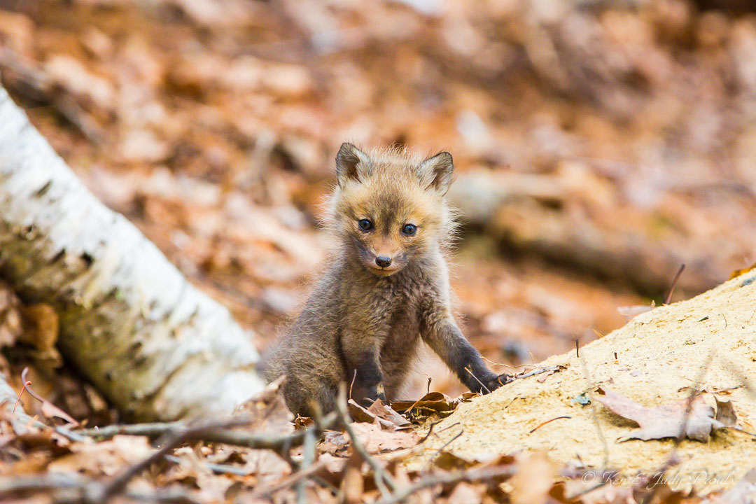 Red Fox Pup Concord MA.