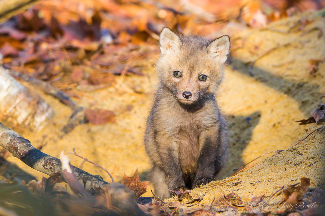 Red Fox Pup Concord MA.