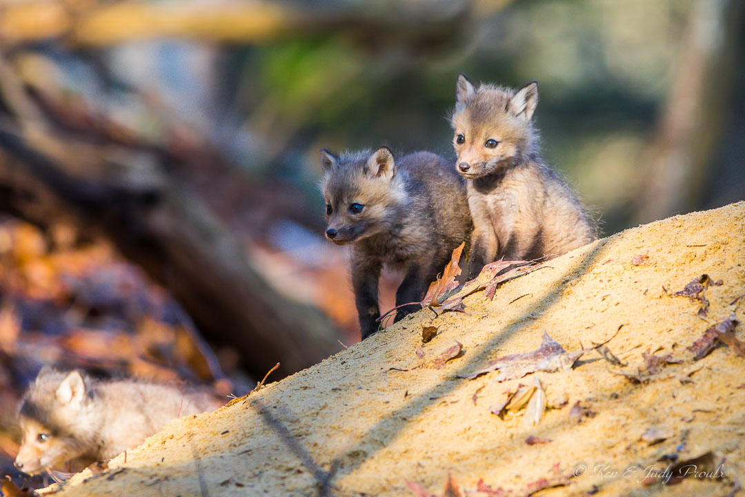 Red Fox Pup Concord MA.