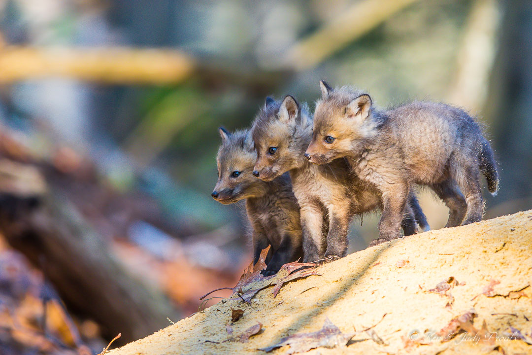 Red Fox Pup Concord MA.