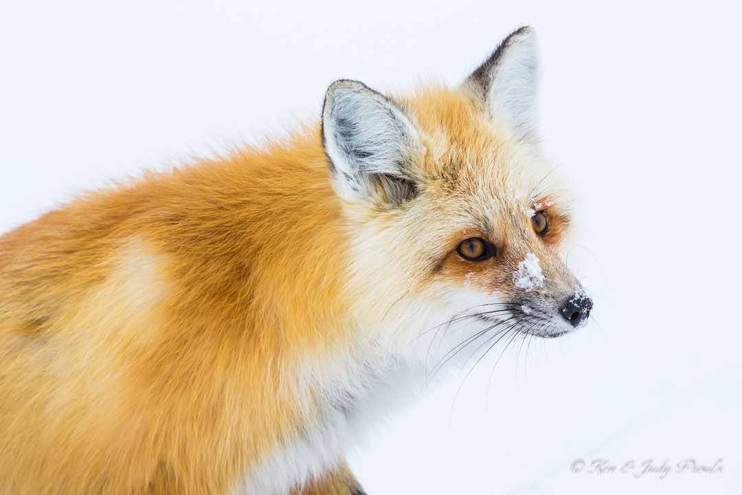 Red Fox Lamar Valley