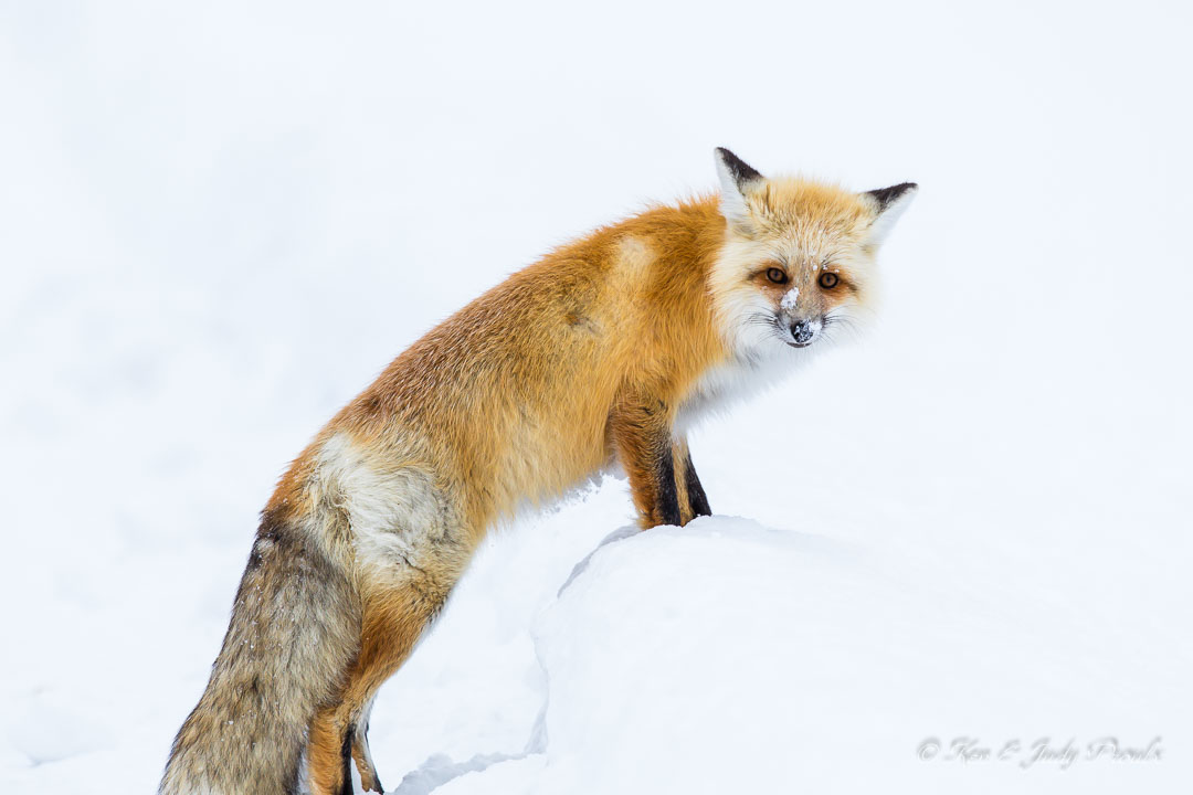 Red Fox Lamar Valley