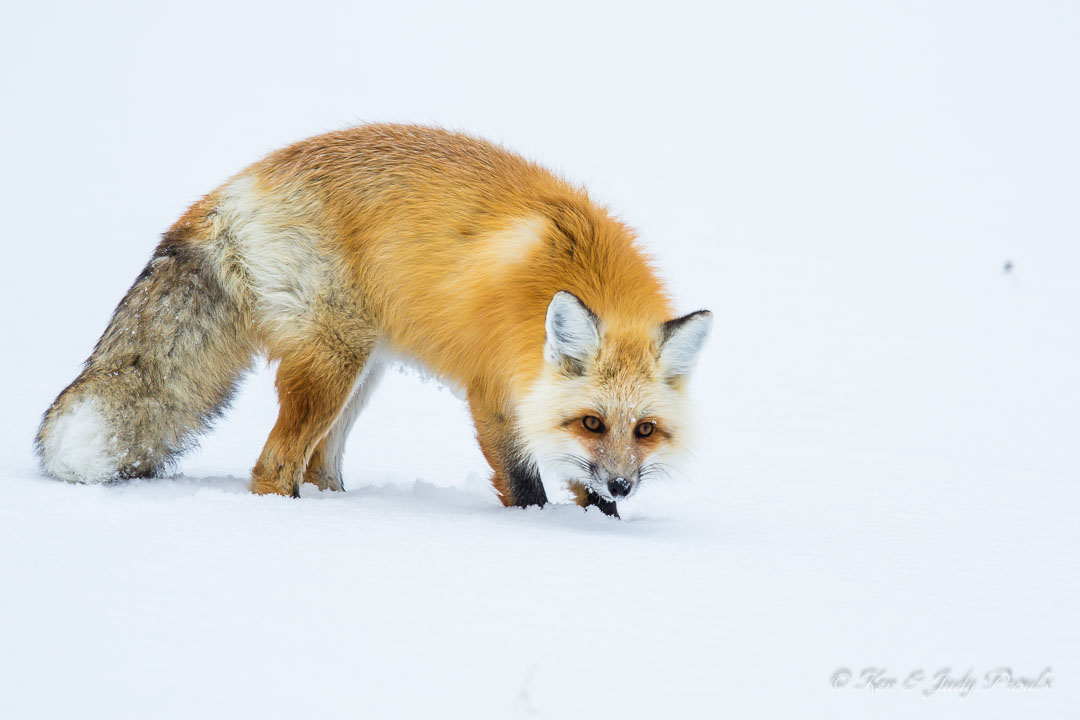 Red Fox Lamar Valley