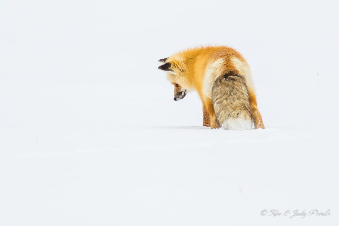 Red Fox Lamar Valley