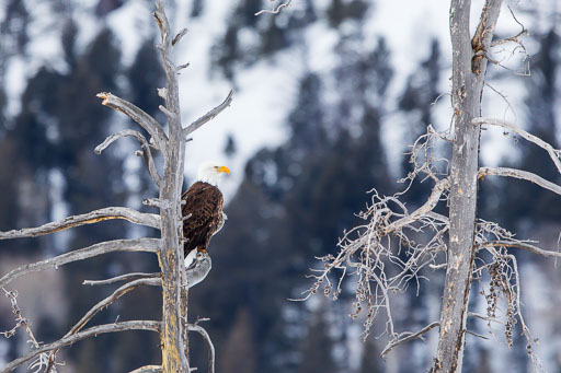 Birds of Prey