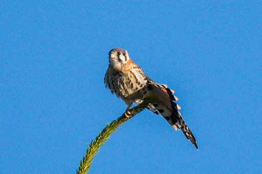 American Kestrel