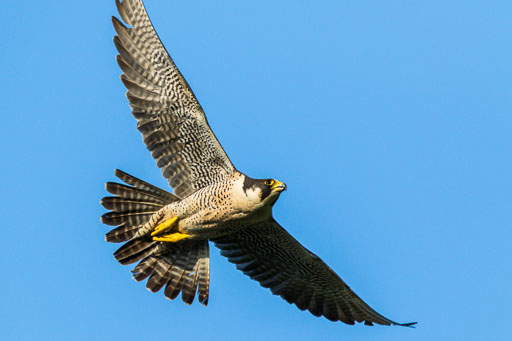 Falcon