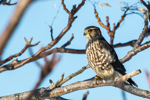 Merlins