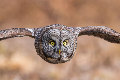 Great Gray Great Gray