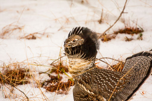 Game Birds