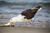 Gulls