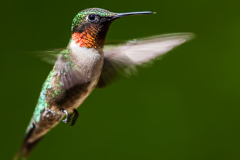 Hummingbirds