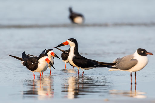 Shorebirds