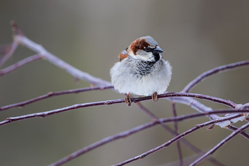 Sparrows