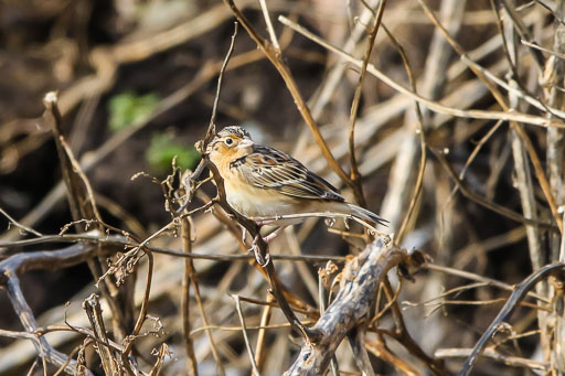 Sparrows