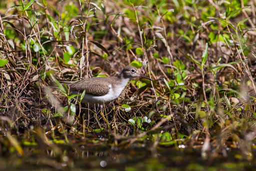 Wading Birds