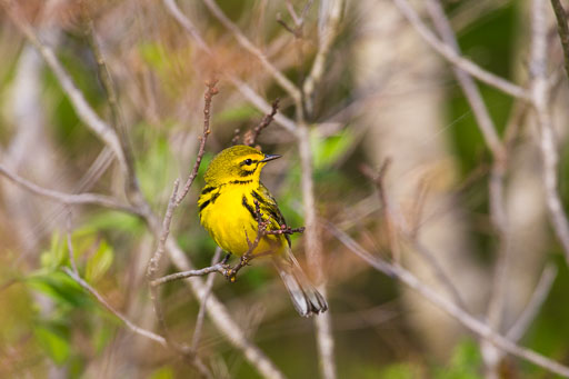 Warblers - Vireos - Buntings - Oriols - Similar