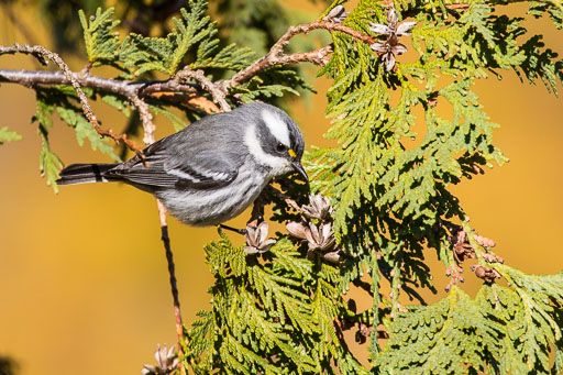 Warblers - Vireos - Buntings - Oriols - Similar