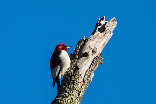 Woodpeckers