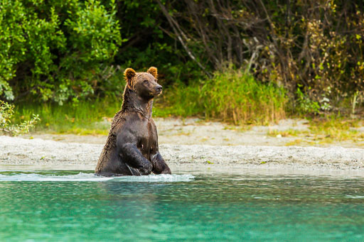 Bears