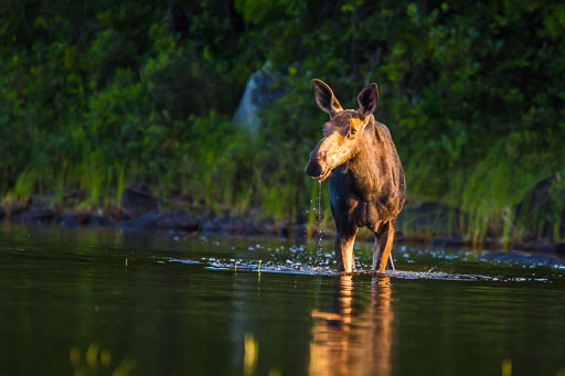 Large Mammals