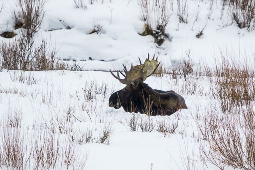 Elk and Moose