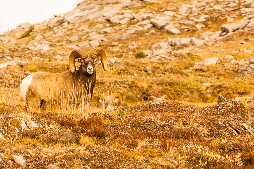 Big Horn Sheep