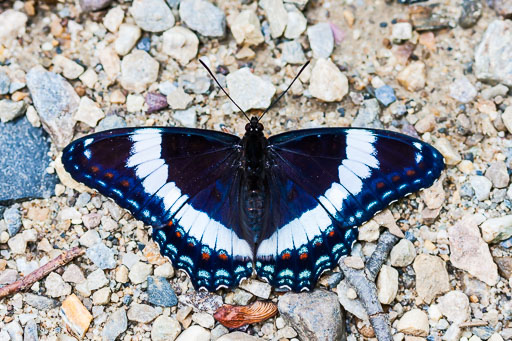 Butterflies - Moths - Caterpillars