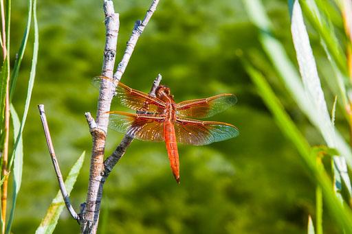 Dragonflies - Damselflies