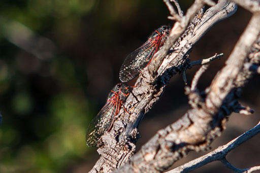 Insects - Spiders