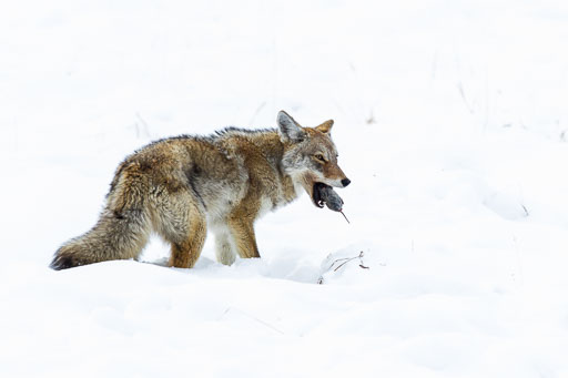 National Parks - Wildlife Refuges
